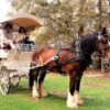 Tea Shire Drive - a Unique NOrfolk Island holiday tour