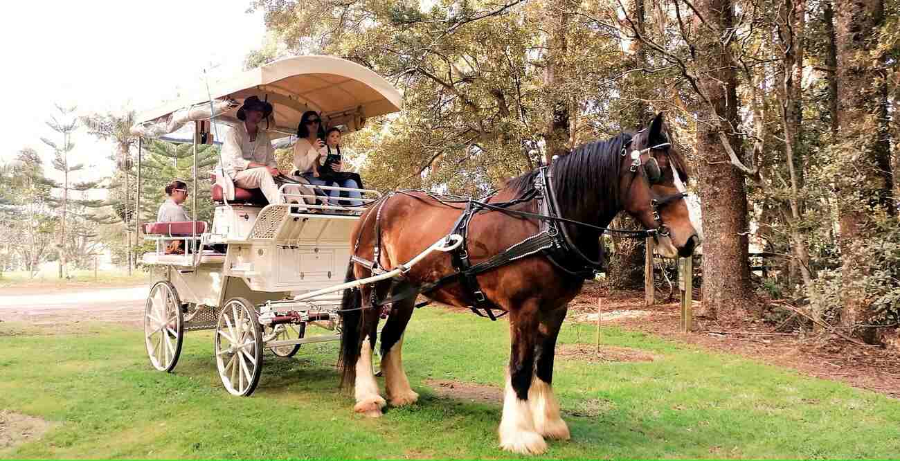 Tea Shire Drive - a Unique NOrfolk Island holiday tour