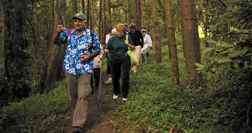 Norfolk Island Hikes - Pine Tree Bushwalks