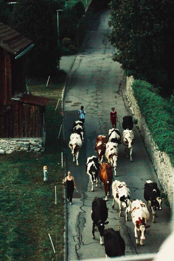 cows on the rural road