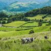 Cows on field and road