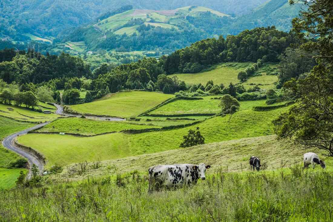Cows on field and road