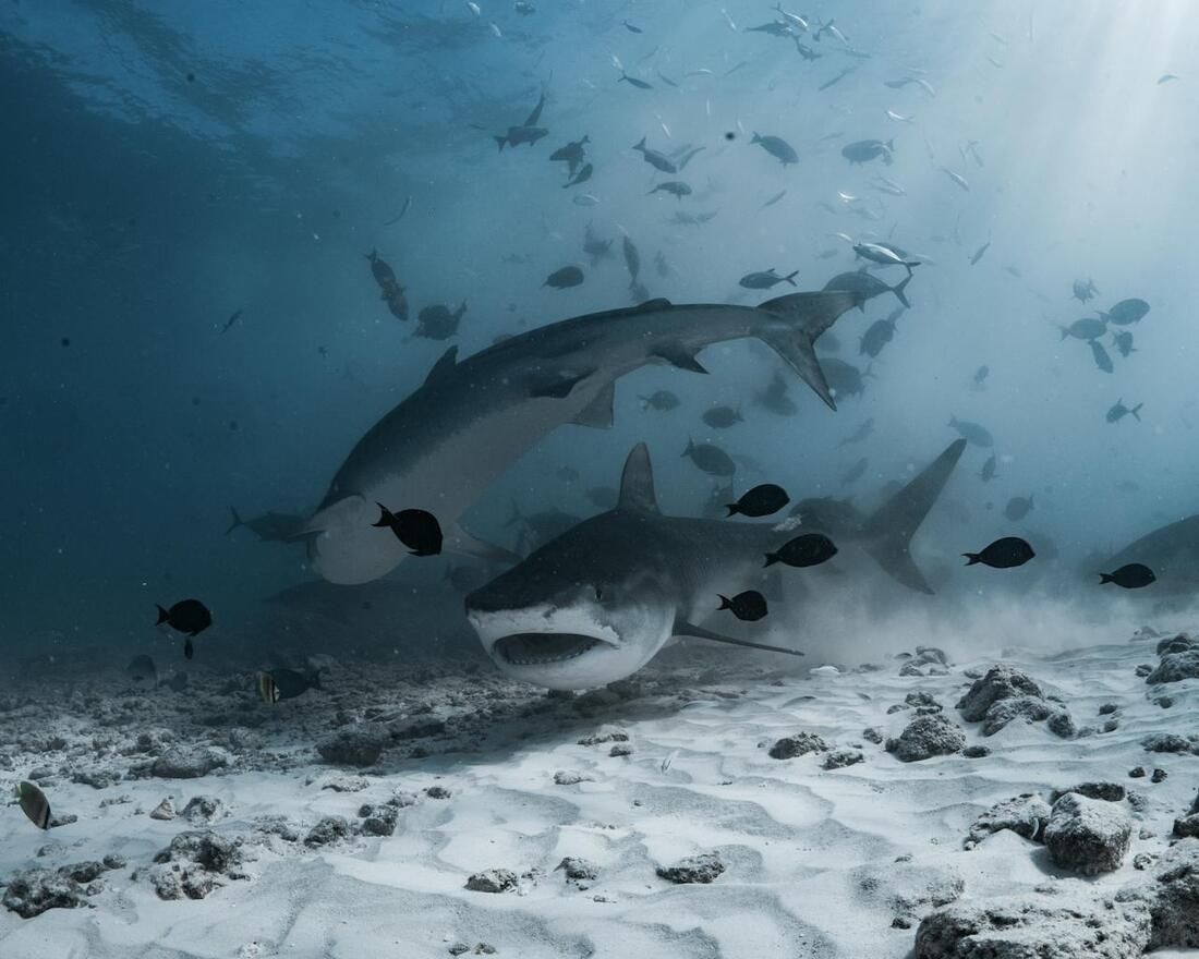 Tiger sharks in water. Pic: adiprayogo liemena/Pexels